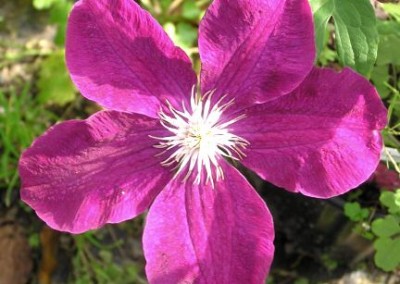 Clematis Rouge Cardinal