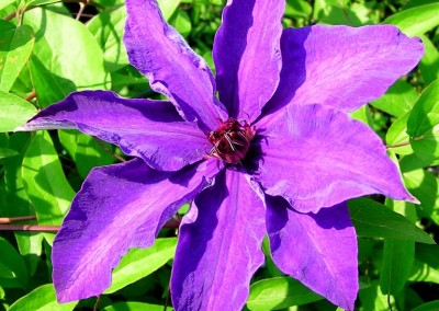 Clematis the President