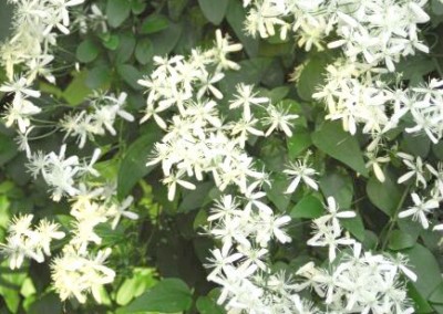 Clematis paniculata