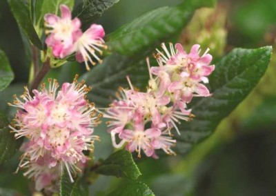 Clethra Ruby Spice