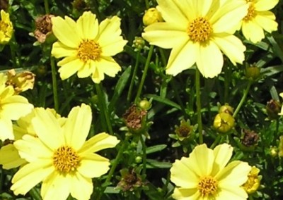 Coreopsis Creme Brulee