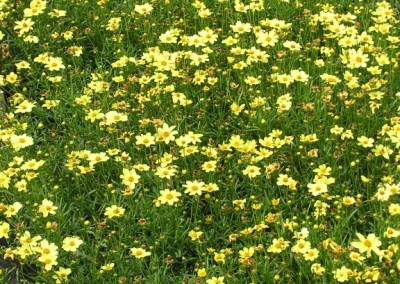 Coreopsis Creme Brulee