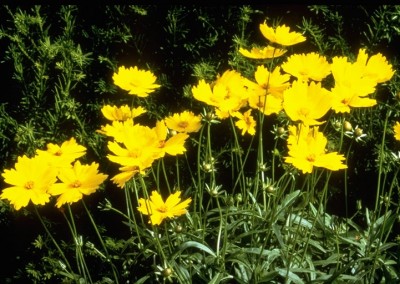 Coreopsis Flying Saucer