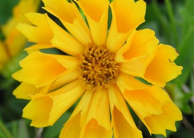 Coreopsis Jethro Tull