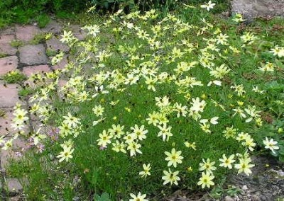 Coreopsis Moonbeam