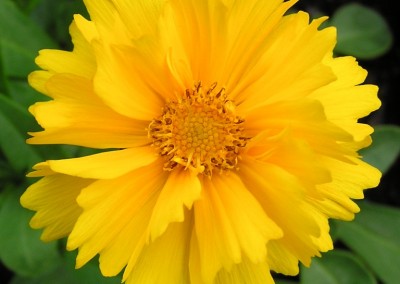 Coreopsis Sunray