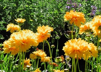 Coreopsis Sunray