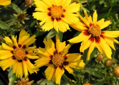 Coreopsis Tequila Sunrise