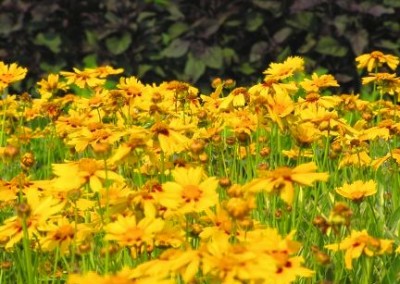 Coreopsis Tequila Sunrise