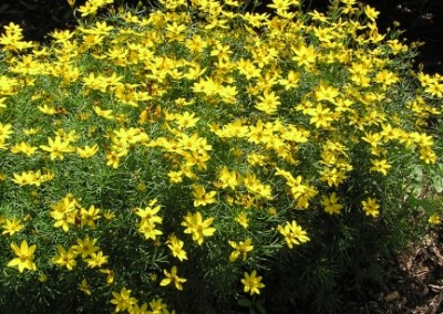 Coreopsis Zagreb