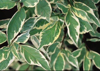 Cornus argenteo marginata