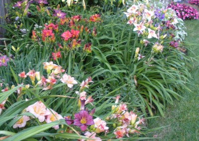 Daylily Planting