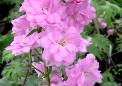 Delphinium Blushing Brides