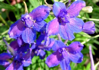 Delphinium Butterfly Blue