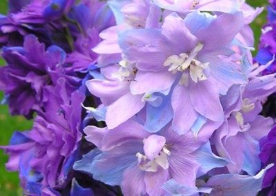 Delphinium Misty Mauves