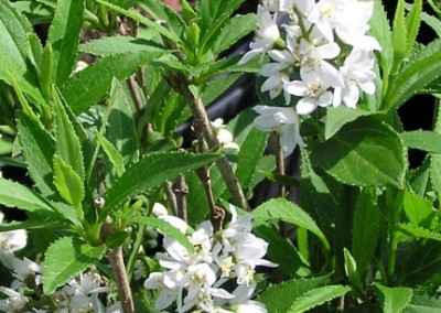 Deutzia gracilis