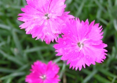 Dianthus Firewitch