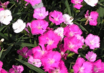 Dianthus First Love