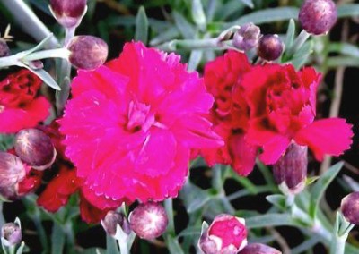 Dianthus Frosty Fire