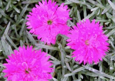 Dianthus Neon Star