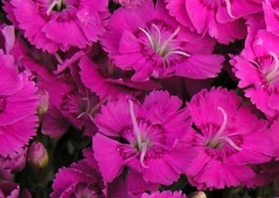 Dianthus Shooting Star