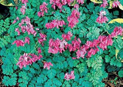 Dicentra King of Hearts