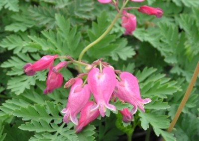 Dicentra Luxuriant