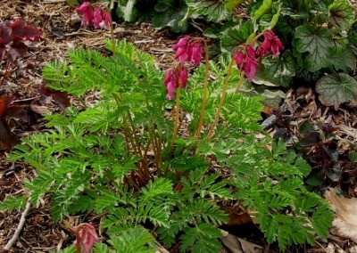 Dicentra Luxuriant