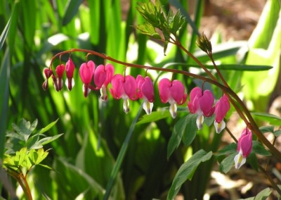 Dicentra spectabilis