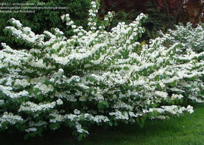 Doublefile Viburnum