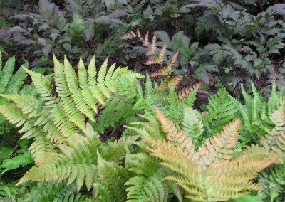 Dryopteris Brilliance