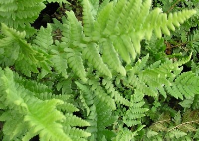 Dryopteris Cristata