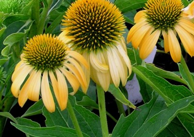 Echinacea Harvest Moon