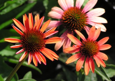 Echinacea Sundown