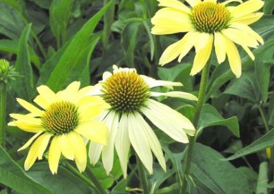 Echinacea Sunrise