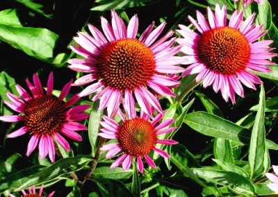 Echinacea Vintage Wine