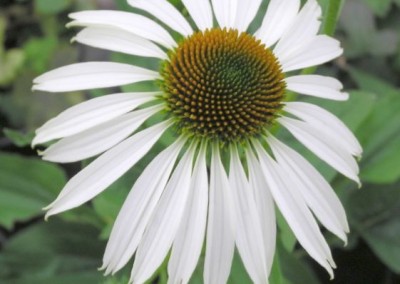 Echinacea White Swan