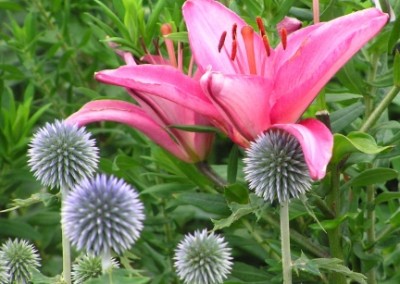 Echinops with Lilium