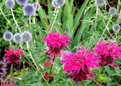 Echinops with Monarda