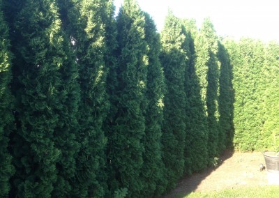 Emerald Green Arborvitae