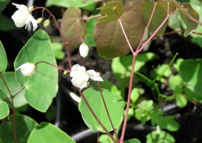 Epimedium Niveum