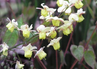 Epimedium Sulphureum