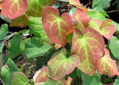 Epimedium rubrum