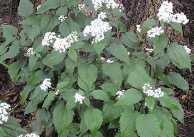 Eupatorium Chocolate