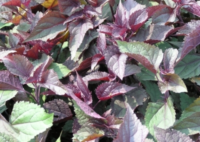 Eupatorium Chocolate