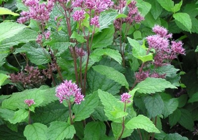 Eupatorium Little Joe