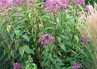 Eupatorium