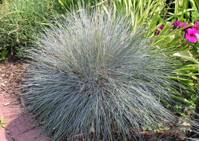 Festuca Elijah Blue