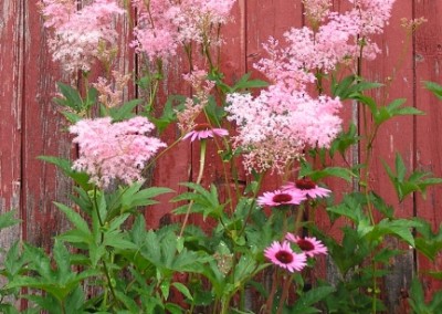 Filipendula Venusta