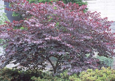 Forest Pansy Redbud